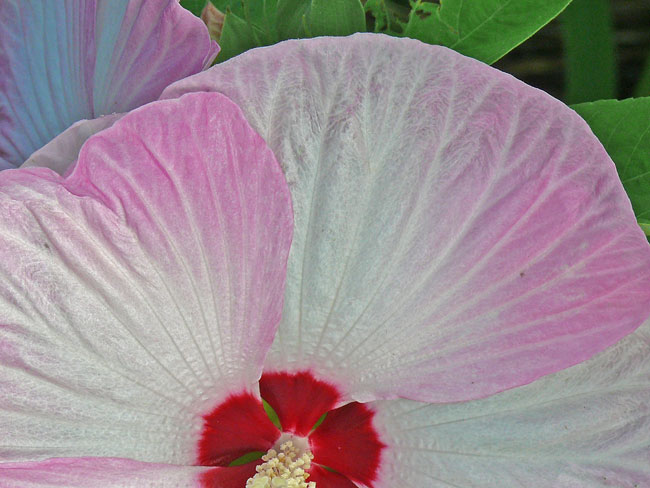 hibiscus image jeff buster august 2011