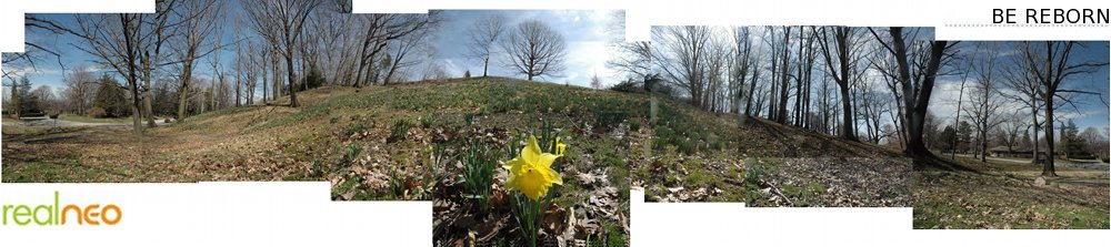 First Daffodils on Daffodil Hill, Lakeview Cemetery 2009 - East Cleveland Ohio