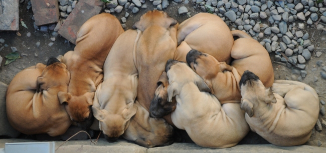 nine 7-week-old South African Boerboels sleeping in a pack, keeping each other warm on a cool late Summer afternoon