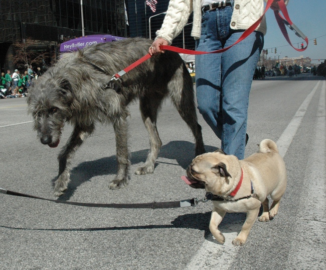 Pug and Irish Wolfhound walking together in 2009 Cleveland St. Patrick's Day Parade