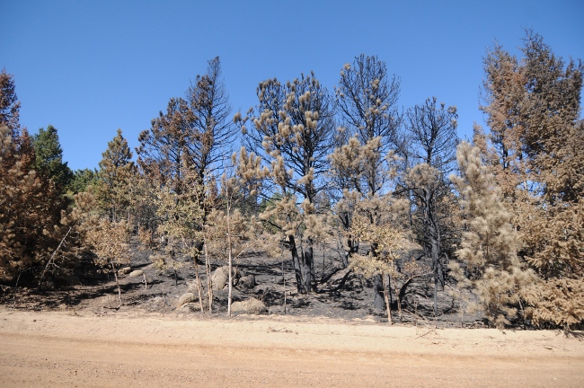  Fourmile Canyon Wildfire, West of Boulder, Colorado, September 2010 - where the firel was stopped at Sunshine Canyon Road