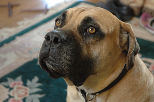 Griet South African Boerboel