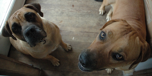 South African Boerboel and Cane Corso