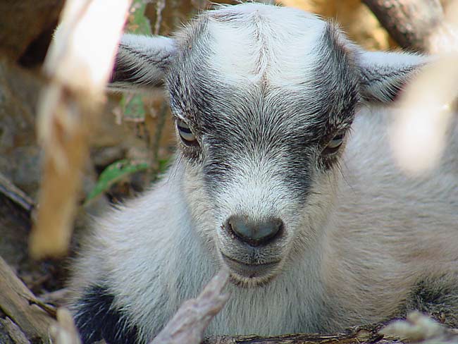 kid goat looking very smart bonaire image jeff buster