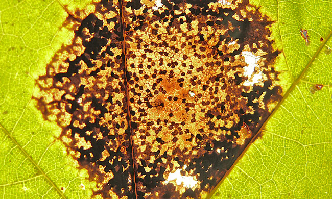 maple leaf blight image jeff buster 11.12.10 ohio