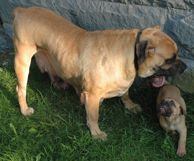South African Boerboel puppy and mother