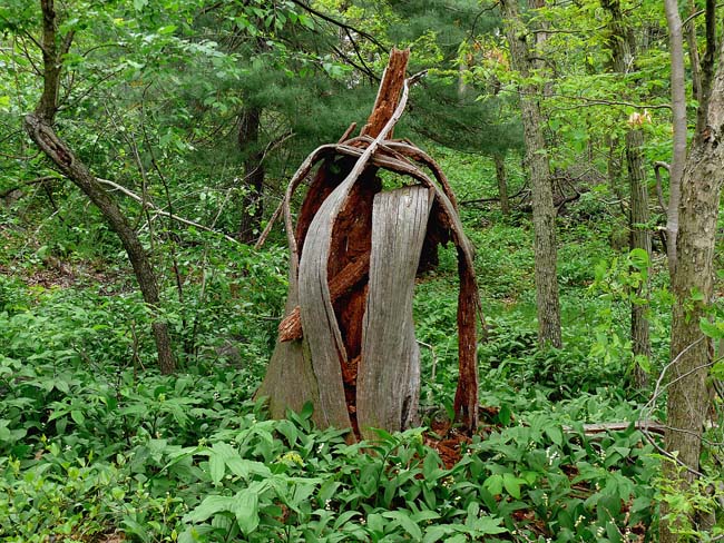 decomposed bree trunk as sculpture in the woods 