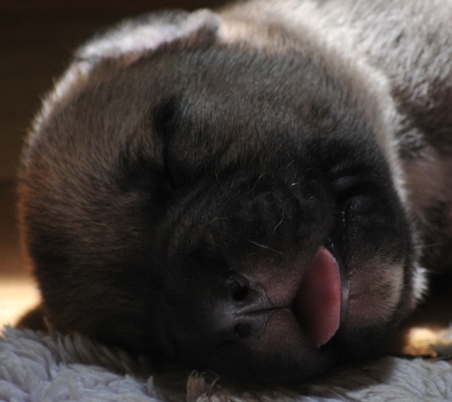 Closeup of South African Boerboel puppy 4 days old