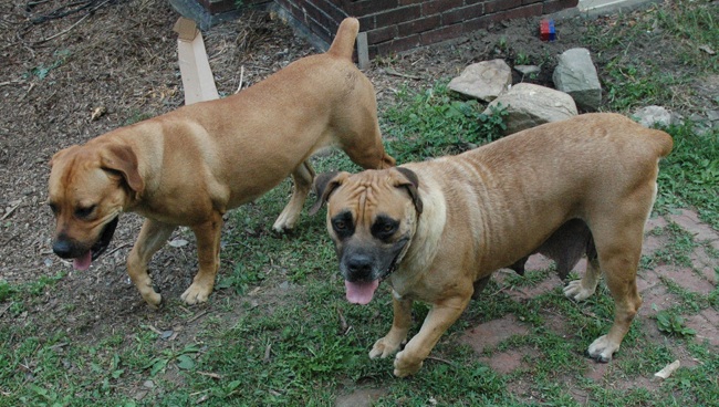 South African Boerboel and Cane Corso