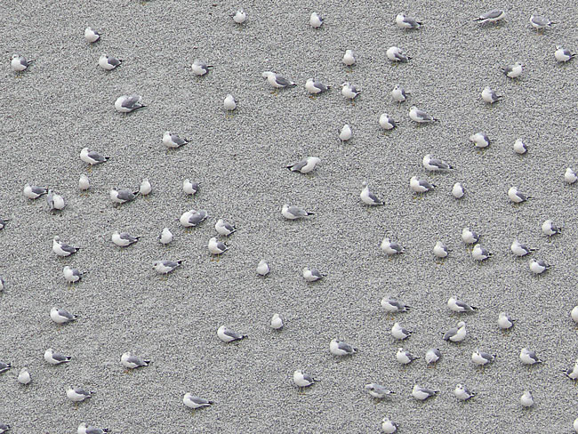 gulls on gravel cuyahoga port image jeff buster 11.21.09