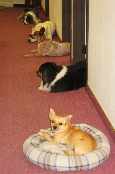 dogs_in_office_crop.1282135.jpg
