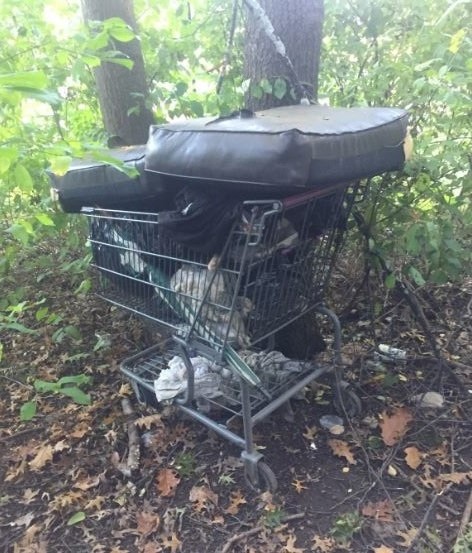 my_address_is_a_shopping_cart_in_the_homeless_woods