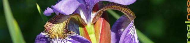 Siberian Iris blue 