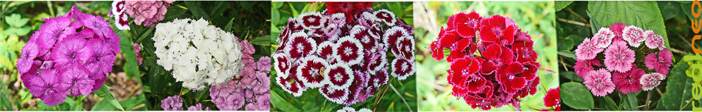 Sweet William flowers - uncultivated beauty