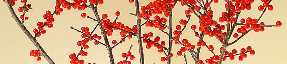Winterberry - in the holly family