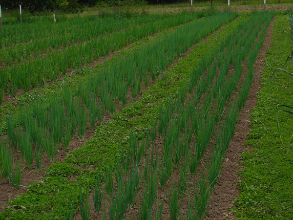 onion beds with clover paths after first weeding