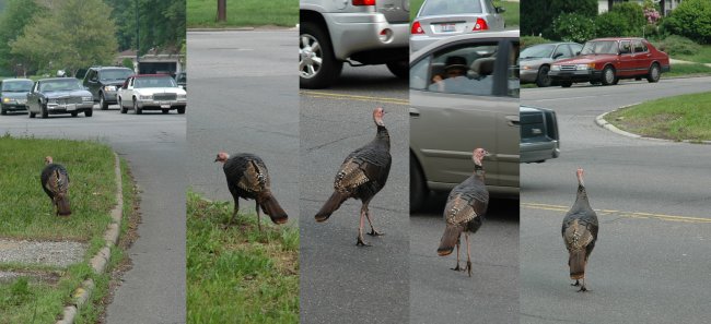 turkey at Forest Hills and Lee