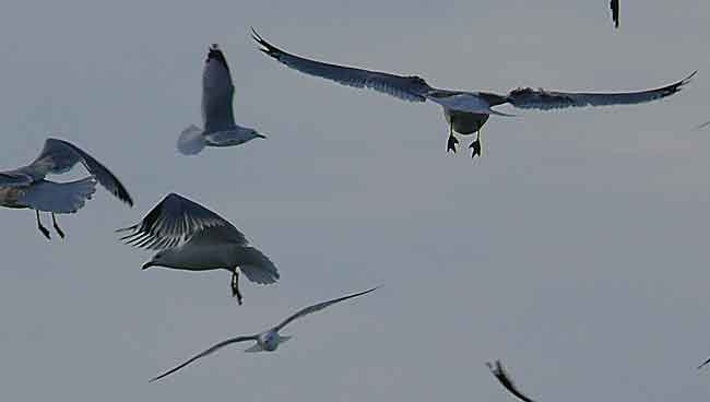 in flight avian feather details image jeff buster 3.7.10 Edgewater Park Cleveland Ohio