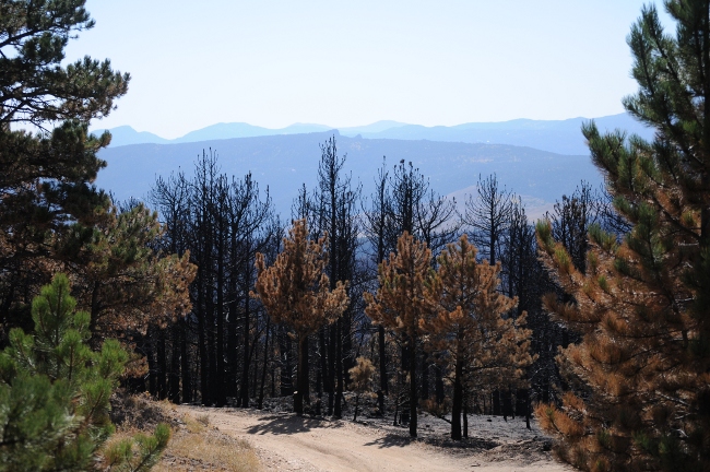  Fourmile Canyon Wildfire, West of Boulder, Colorado, September 2010 - burned canyon view from Sunshine Canyon Road by Gold Hill