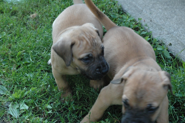South African Boerboel puppies