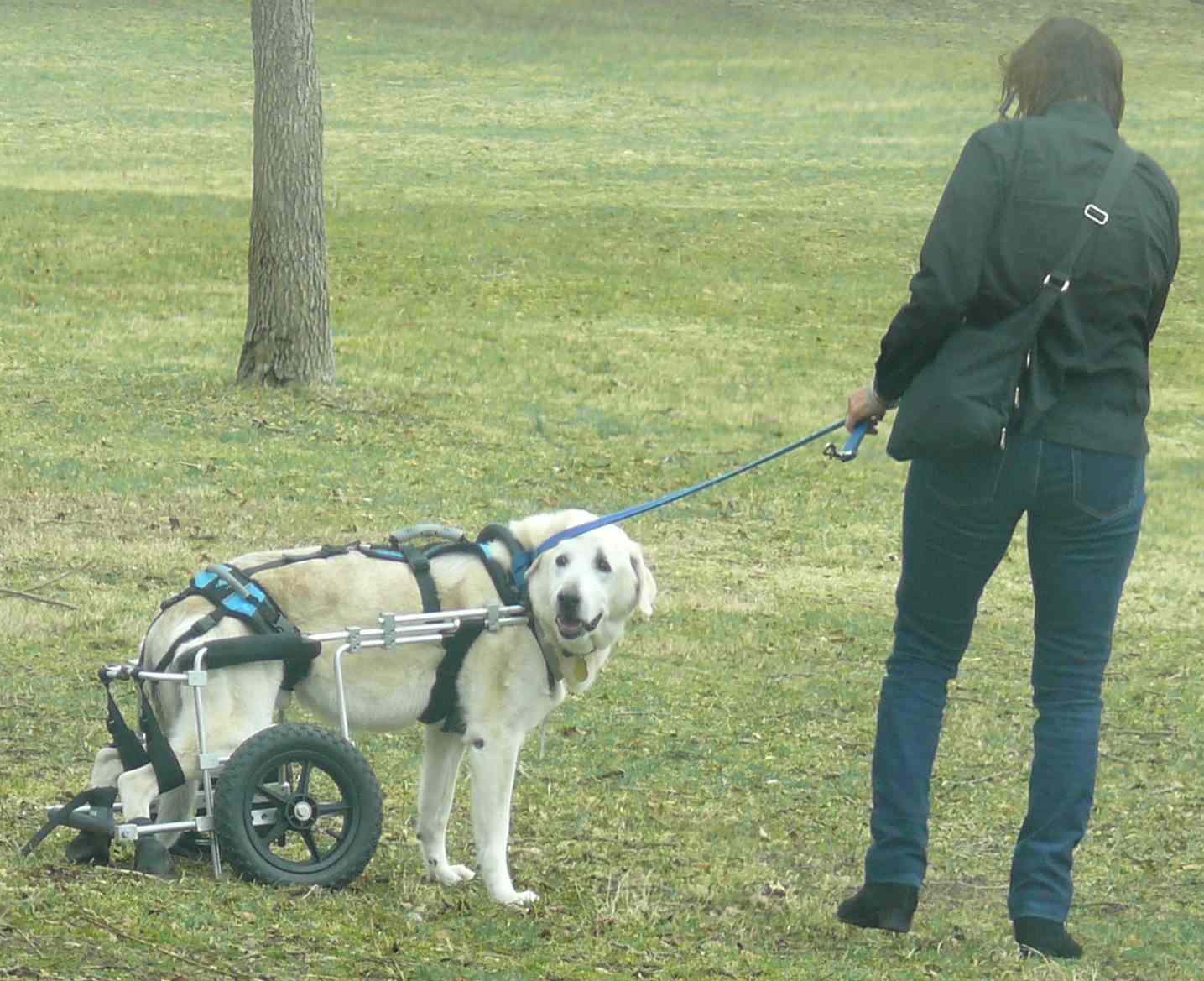 canine mobility aid wheels for dogs image 4.5.11 jeff buster