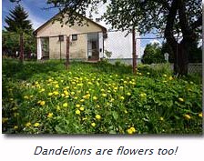 Dandylions are flowers too!!! Dandylions are flowers too!!!