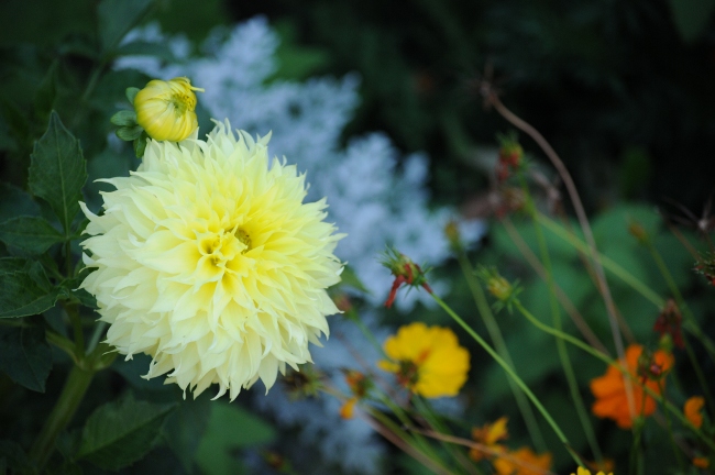 Dahlia in Evelyn's garden - East Cleveland