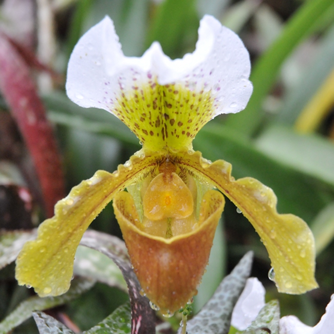 Orchid at Rockefeller Greenhouse Cleveland Ohio