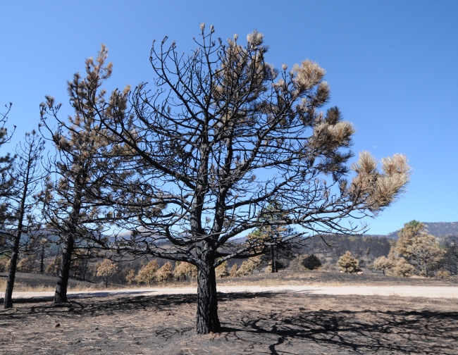  Fourmile Canyon Wildfire, West of Boulder, Colorado, September 2010 - singed tree