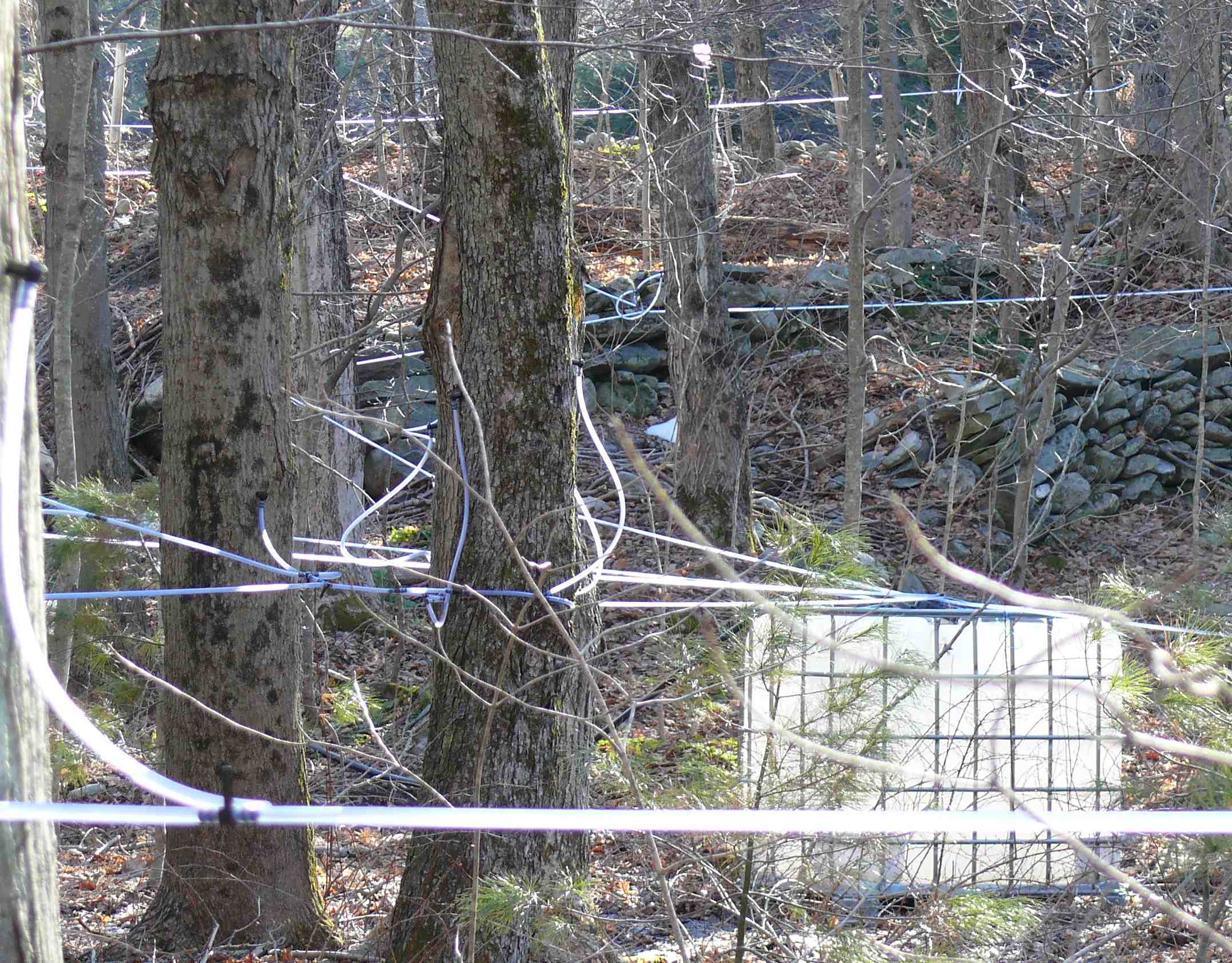 Image jeff buster 3.18.11 plastic tube pipe maple sap collection