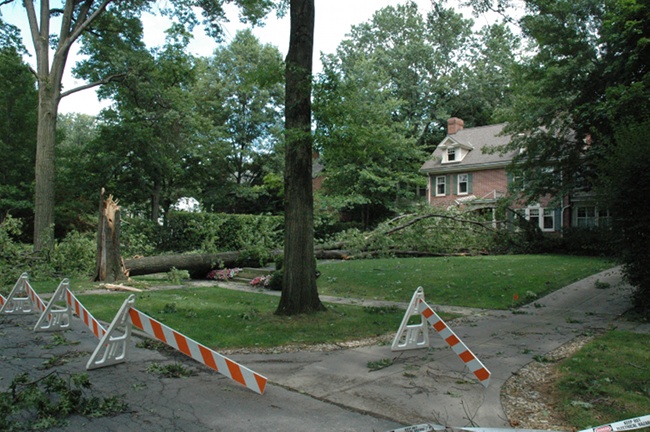 Tree down in Shaker Heights