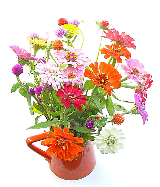 amazing similarity between orange in fiesta ware and orange in zinnia image jeff buster
