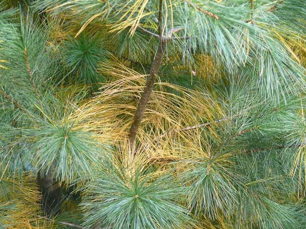 pinus strobus image 10.13.09 north east ohio jeff buster