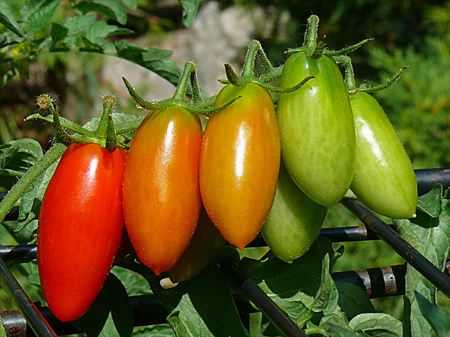plum tomatoe abscission layer translucent skin ripening image 9.19.10 jeff buster