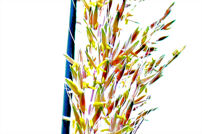 seed color prairie grass image jeff buster ohio