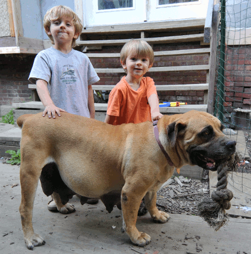 Pregnant South African Boerboel