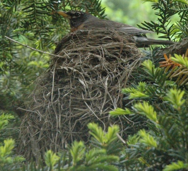 American Robin's Nest