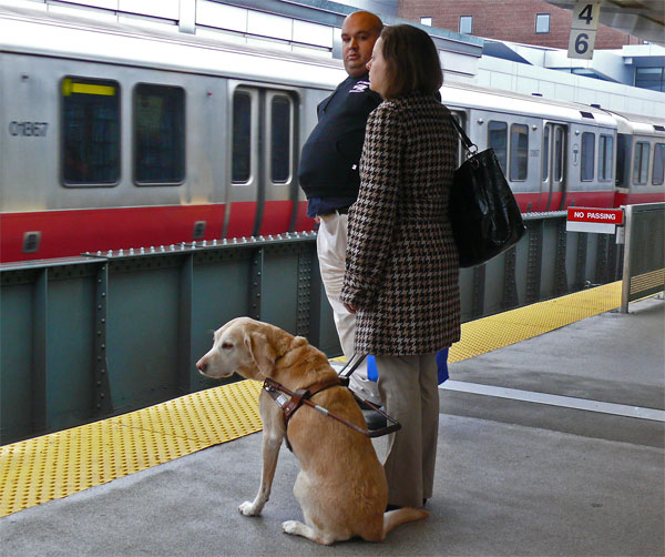 seeing eye service dog helping blind humans image jeff buster 3.23.10