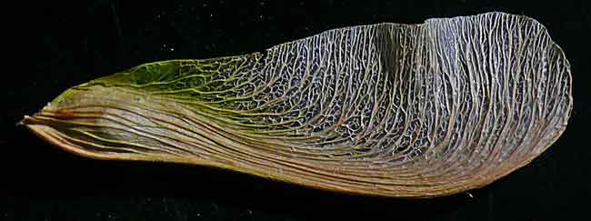single blade aero rotor silver maple seed image jeff buster 5.9.10