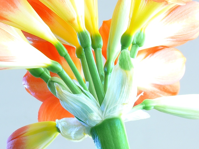 clivia flower from the underside showing bud stems and bud wrapping paper image jeff buster