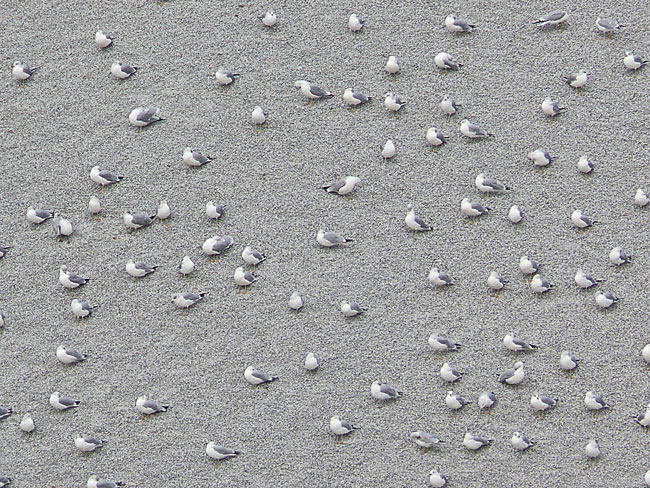 gulls on gravel cuyahoga port image jeff buster 11.21.09