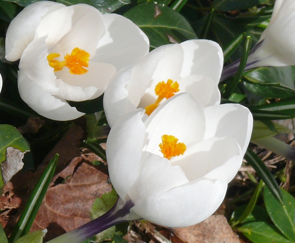 crocus in sunlight yellow