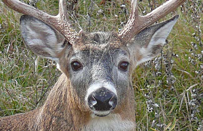 deer along lake erie image 11.2.09 jeff buster