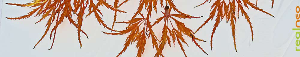 dwarf lace leaf maple autumn color 10.22.09 image jeff buster