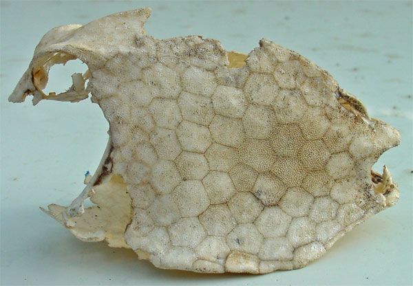 hexagonal geodesic exoskeleton 