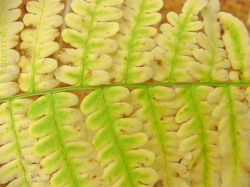 fern