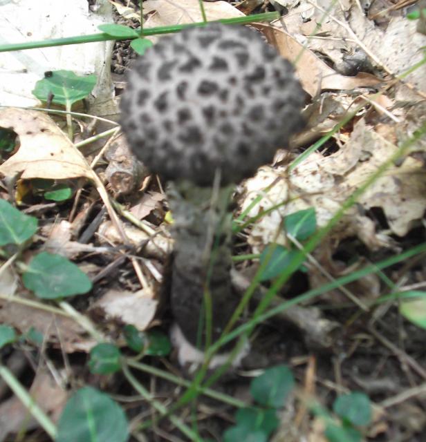 066_crop_crop.jpg