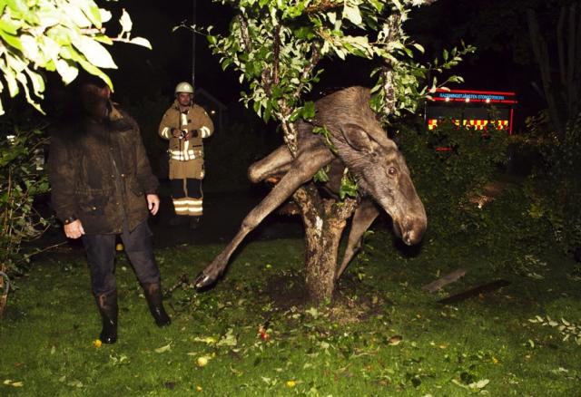 110908.moose.jpg