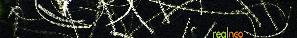 every insect is identifiable in 60 cycle street light