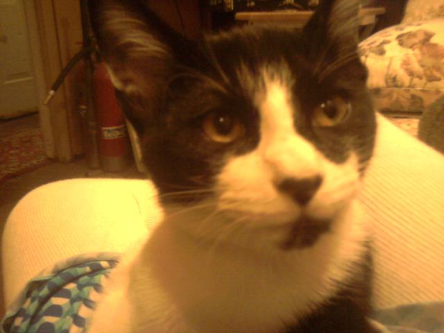 Angelina's Kitten...